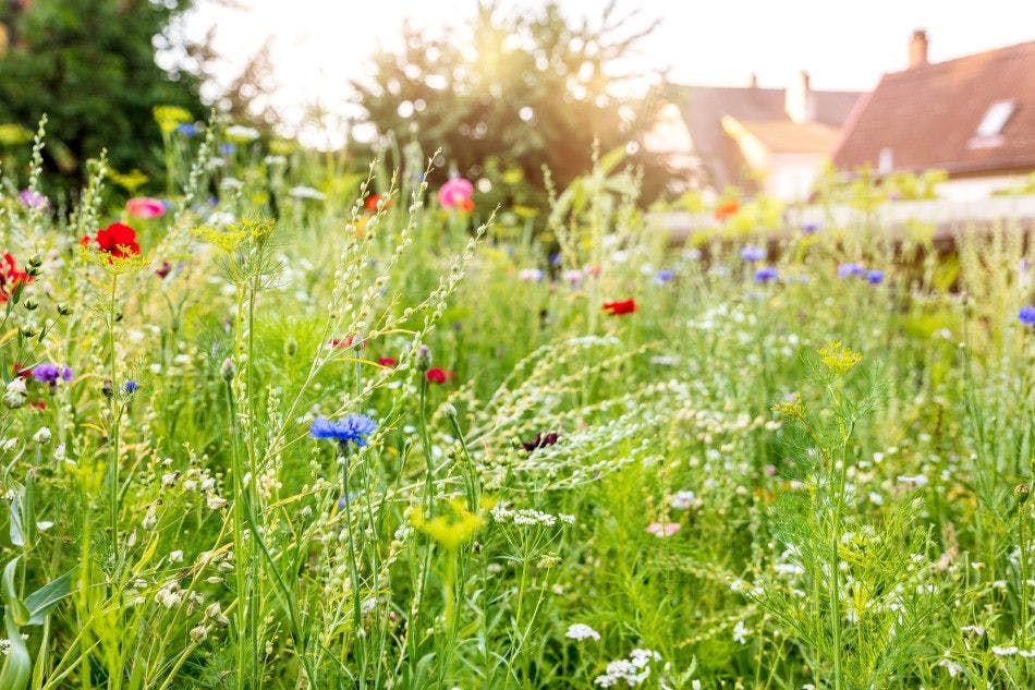 Cover Image for 4 Essential Tips on Growing a Wildflower Lawn