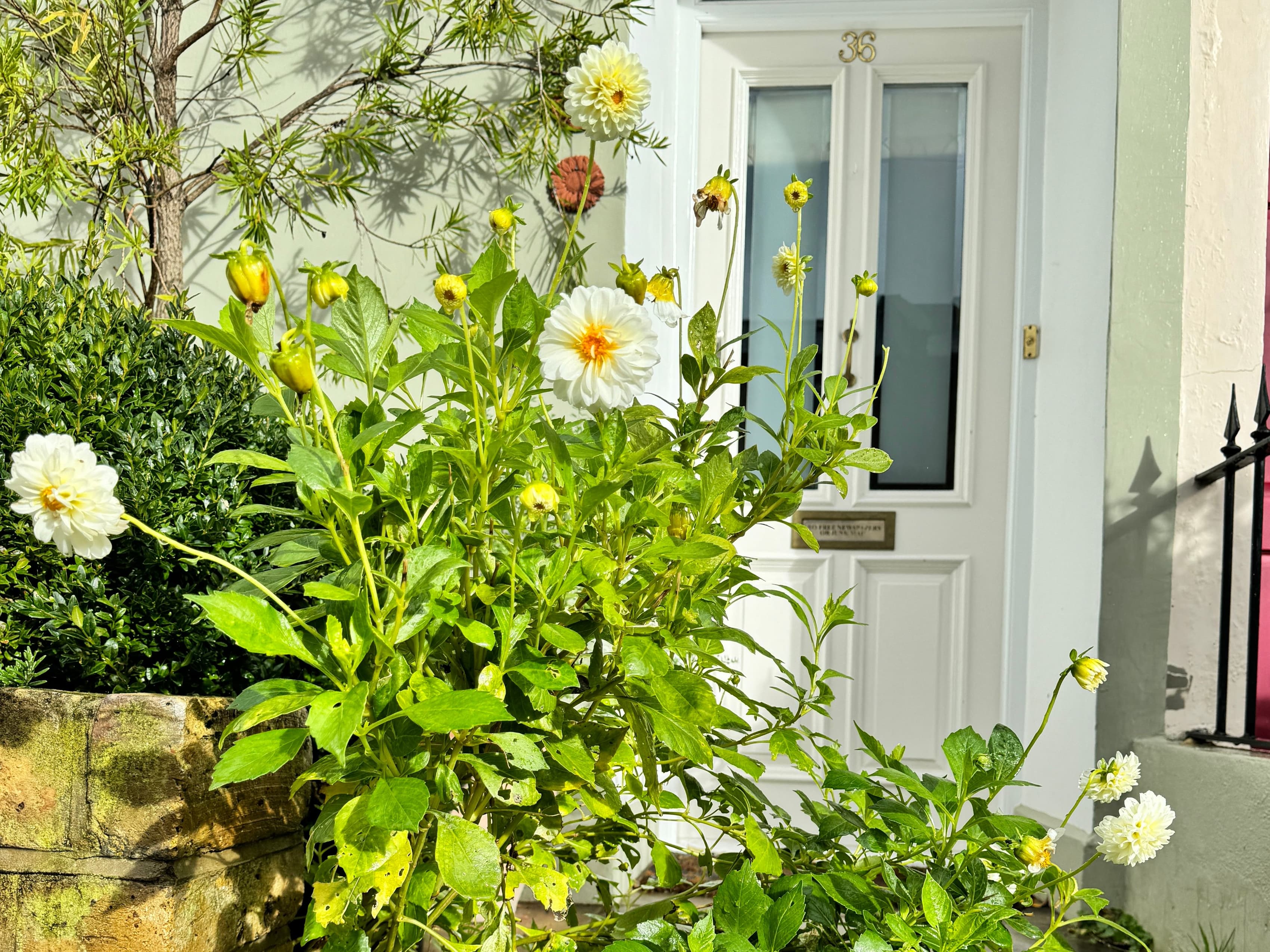 Cover Image for The Best Plants for the Front Door