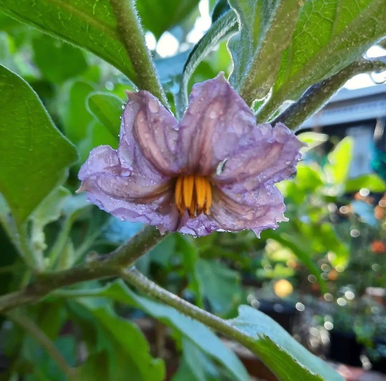 Heirloom Aubergine Black Beauty Flower growing on the plant before producing it's fruit.