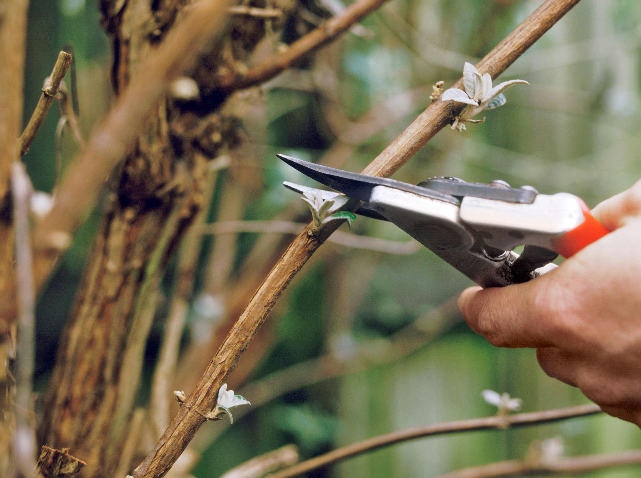 Cover Image for Pruning: The Dos and Don'ts