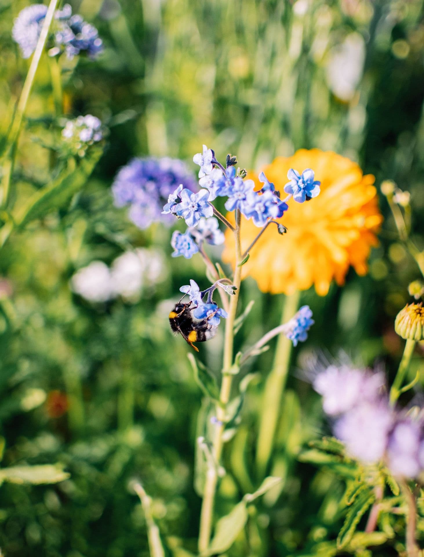 Forget Me Not in Flower providing pollen to bees