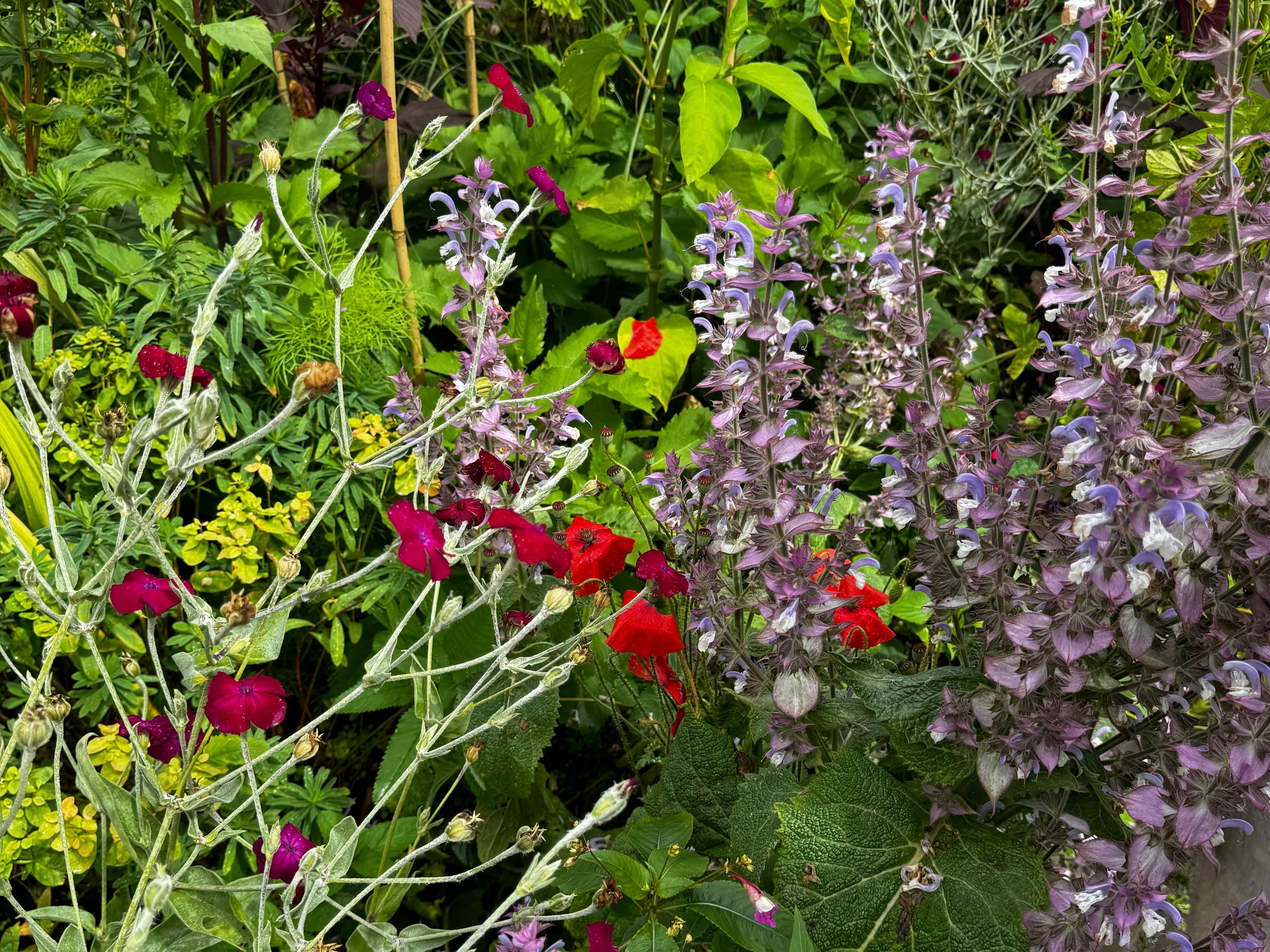Cover Image for Plant Types Explained