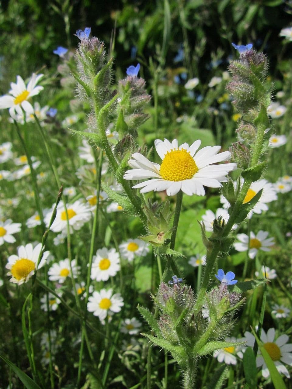 Roman Chamomile growing amongst borage flowers in a garden grown from seeds