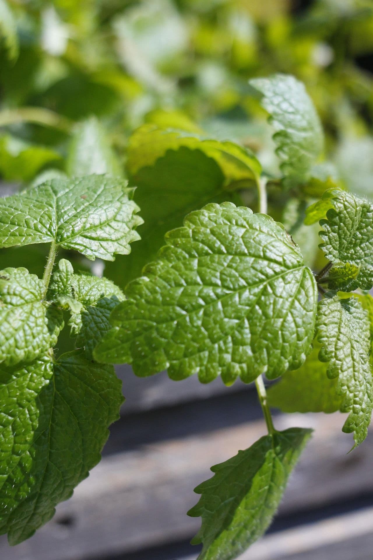 Close-up of Lemon Balm leaves showing bright green, textured foliage with a fresh citrus scent.