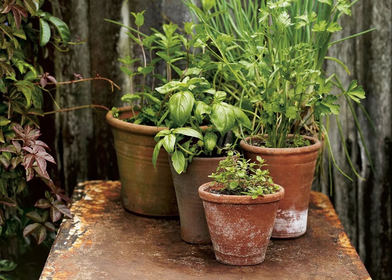 Cover Image for Container Gardening: Growing a Herb Garden in Pots