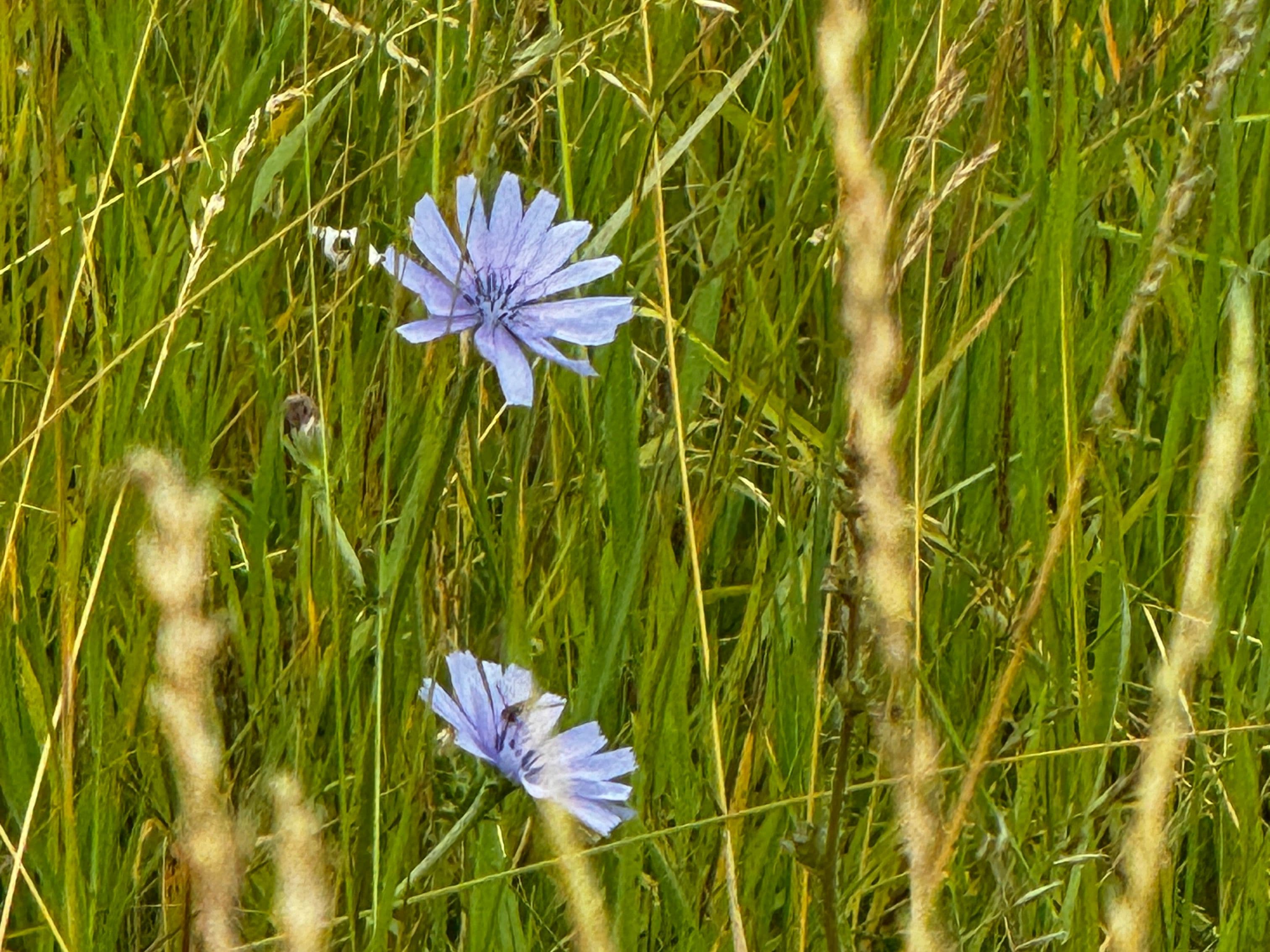 Cover Image for 4 Tips on Growing a Wildflower Lawn