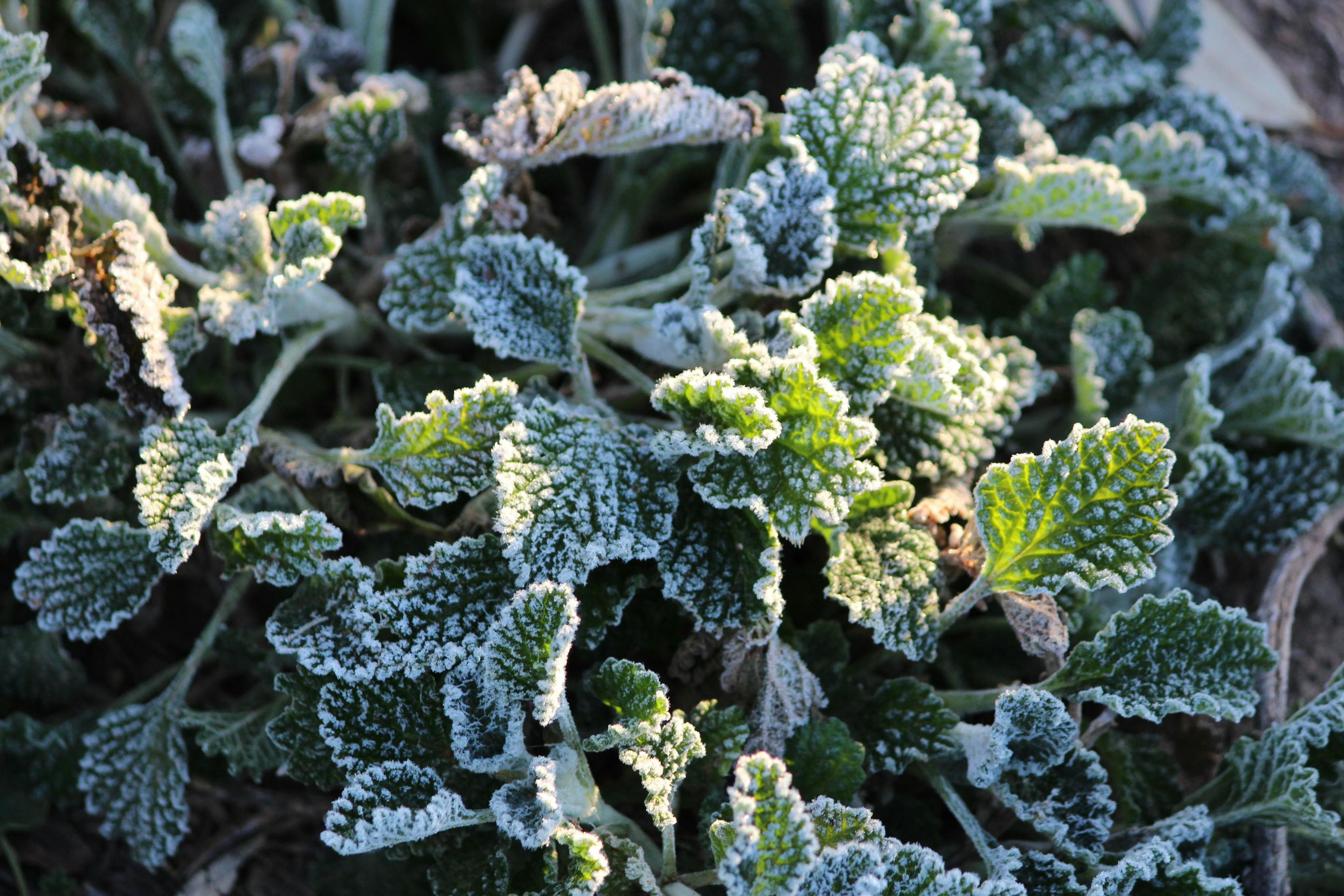Cover Image for Gardening Jobs for January 